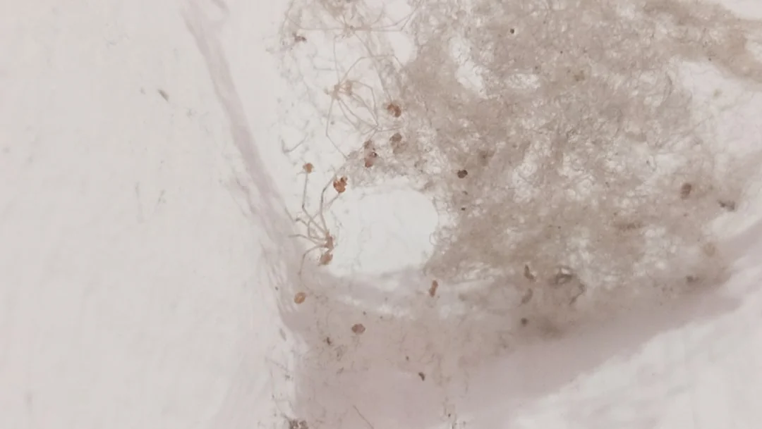 Une personne soulève un canapé dans un salon minimaliste avec un sol en bois.
